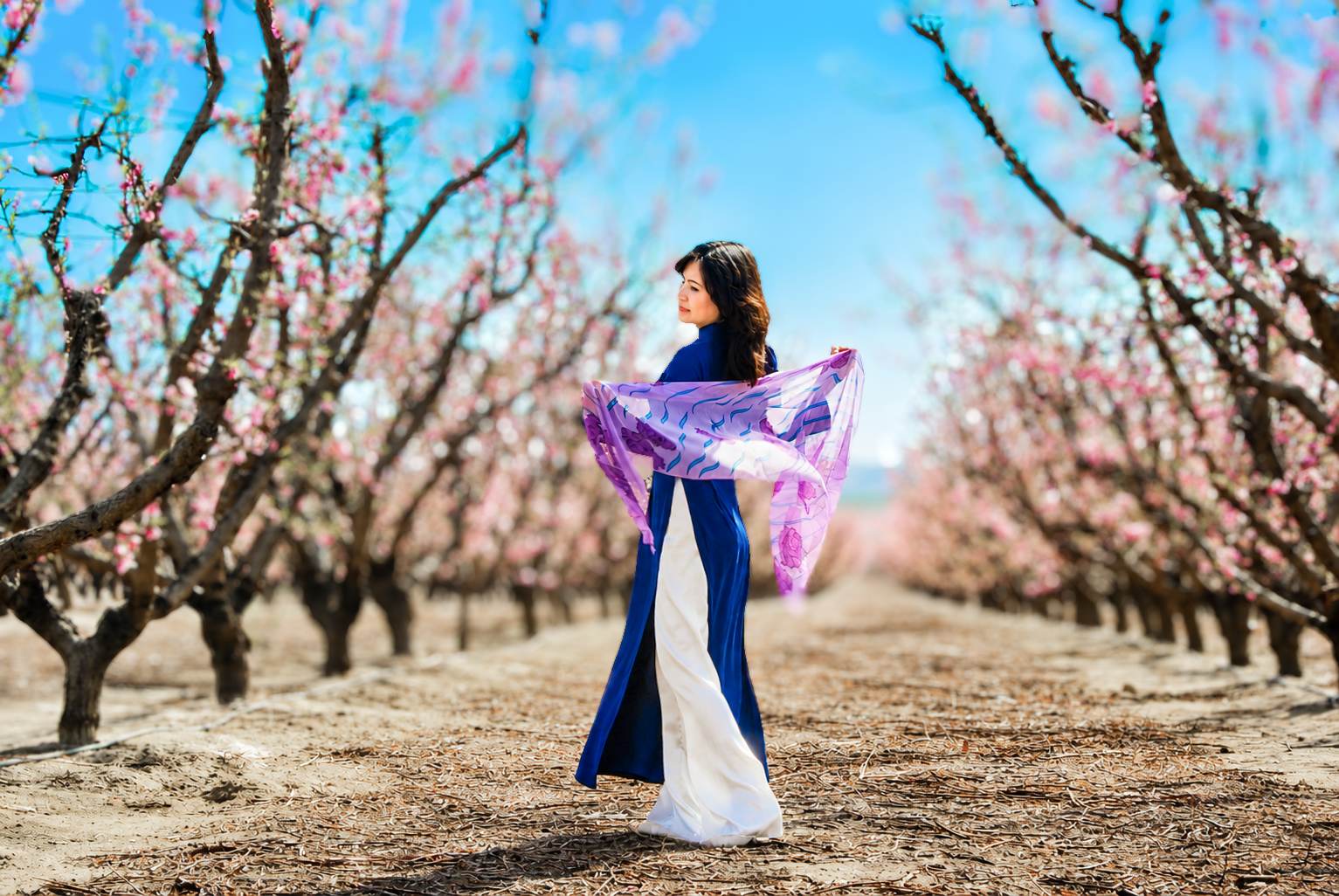 Plum Blossom-2013 (8) - Copy